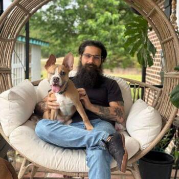 Apollo -  French Bulldog and Pit Bull Terrier Dog Available for Adoption in Sanford, North Carolina - Apollo | PetCurious