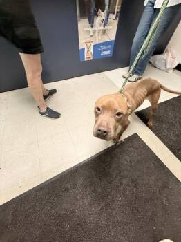Pit Bull Terrier Dogs Available for Adoption in Mobile, Alabama - Star | PetCurious