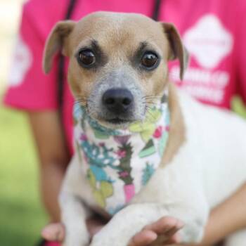 PEPITO -  Terrier Dog for Adoption in San Antonio, Texas - PEPITO | PetCurious