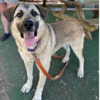 Anatolian Shepherd and Mixed Breed Dogs Available for Adoption in Cedarburg, Wisconsin - Sawyer | PetCurious