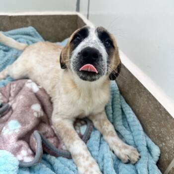 Labrador Retriever Dogs Available for Adoption in Las Vegas, Nevada - Tempura 53602 | PetCurious