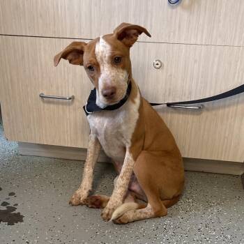 Sea Turtle -  Terrier and Mixed Breed Dog for Adoption in Galax, Virginia - Sea Turtle | PetCurious
