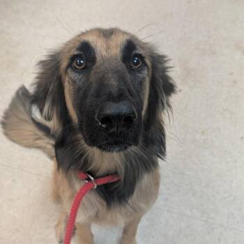 08/15/2026-Stray-WarmSpringsRoad -  Mixed Breed Dog for Adoption in Columbus, Georgia - 08/15/2026-Stray-WarmSpringsRoad | PetCurious