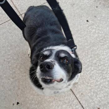 Winnie -  Cattle Dog and Corgi Dog for Adoption in Baltimore, Maryland - Winnie | PetCurious
