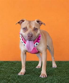 PEPPER -  Pit Bull Terrier and Mixed Breed Dog for Adoption in Doral, Florida - PEPPER | PetCurious