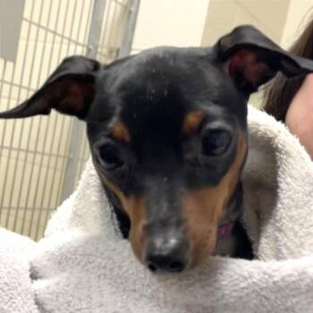 Astrid -  Mixed Breed Dog for Adoption in Asheville, North Carolina - Astrid | PetCurious