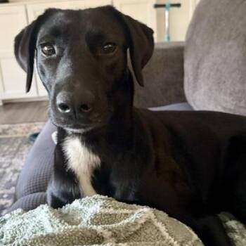Chip -  Labrador Retriever Dog for Adoption in Lewisville, Indiana - Chip | PetCurious