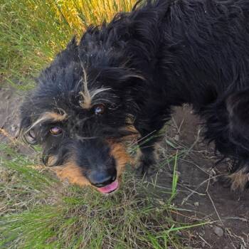 Maple -  Mixed Breed Dog for Adoption in Park City, Utah - Maple | PetCurious