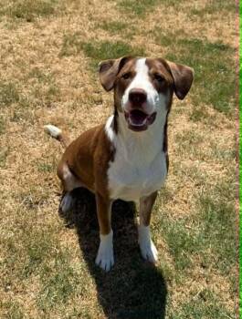 Sparky -  Border Collie and Bull Terrier Dog for Adoption in Deerfield, Wisconsin - Sparky | PetCurious