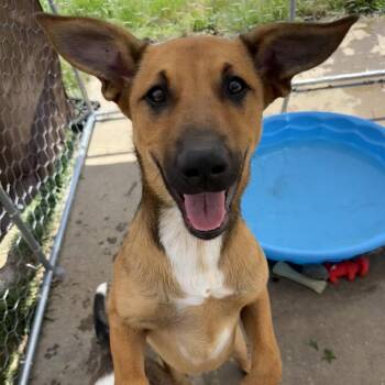 BamBam (From Texas, With Love - transport) -  Black Mouth Cur and Mixed Breed Dog for Adoption in Ennis, Texas - BamBam (From Texas, With Love - Transport) | PetCurious