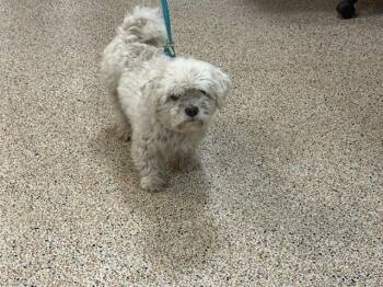 BLANQUITO -  Maltese and Shih Tzu Dog for Adoption in Doral, Florida - BLANQUITO | PetCurious