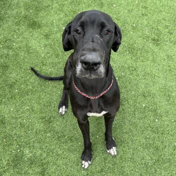 Riley -  Great Dane Dog for Adoption in Flagstaff, Arizona - Riley | PetCurious