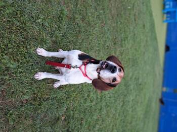 Rescue Coonhound Dogs for Adoption in Wooster, Ohio - Goofy | PetCurious