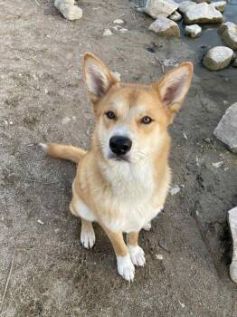 Shepherd Dogs Available for Adoption - Nae Nae | PetCurious