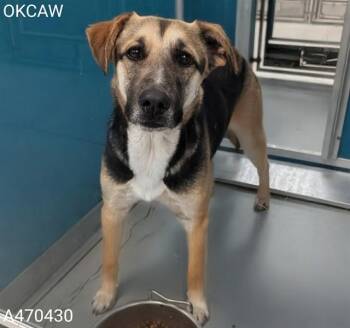 German Shepherd Dog and Mixed Breed Dogs Available for Adoption - JACKSON | PetCurious