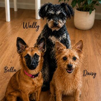 Wally -  Miniature Poodle and Chihuahua Dog for Adoption in Phoenix, Arizona - Wally | PetCurious