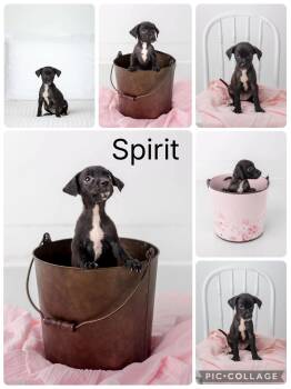 Spirit -  Fox Terrier and Labrador Retriever Dog for Adoption in Enterprise, Alabama - Spirit | PetCurious