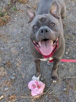 Mixed Breed Dogs Available for Adoption in Fairfax, Virginia - Xena | PetCurious