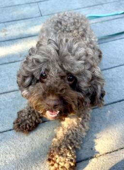 Coco Latte -  Miniature Poodle Dog for Adoption in Scotch Plains, New Jersey - Coco Latte | PetCurious