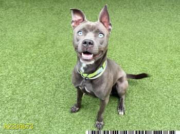 BEAR -  Mixed Breed Dog Available for Adoption in West Palm Beach, Florida - BEAR | PetCurious