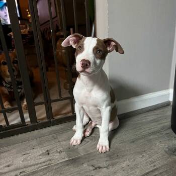 Rescue Mixed Breed Dogs for Adoption in Raleigh, North Carolina - Cody | PetCurious