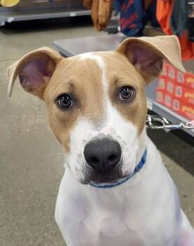 Sonya -  Cattle Dog and Terrier Dog for Adoption in Grayslake, Illinois - Sonya | PetCurious