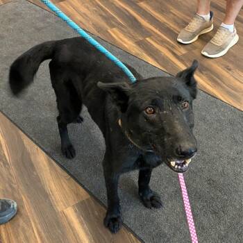 Zola -  Mixed Breed Dog for Adoption in Jeffersonville, Indiana - Zola | PetCurious