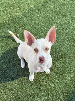 Rescue Chihuahua and Mixed Breed Dogs for Adoption in Carrollton, Texas - Zion | PetCurious