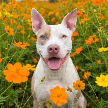 Brynn -  Mixed Breed Dog for Adoption in Bangall, New York - Brynn | PetCurious