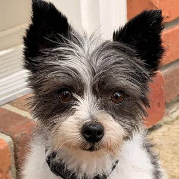 Yorkshire Terrier and Shih Tzu Dogs Available for Adoption in Normal, Illinois - Colt | PetCurious