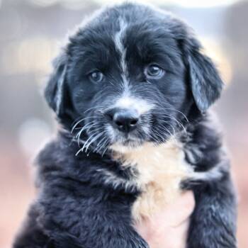 Rescue Border Collie and Australian Shepherd Dogs for Adoption in Stormville, New York - CT Gloria Avail Nov 29 | PetCurious