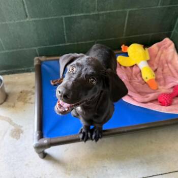 Rain Boots -  Labrador Retriever and Mixed Breed Dog for Adoption in Carencro, Louisiana - Rain Boots | PetCurious
