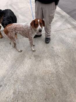 Coonhound Dogs Available for Adoption in Campbellsville, Kentucky - Charlie | PetCurious