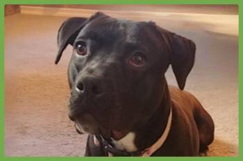 Rescue Pit Bull Terrier and American Staffordshire Terrier Dogs for Adoption in Amherst, Massachusetts - Lola | PetCurious