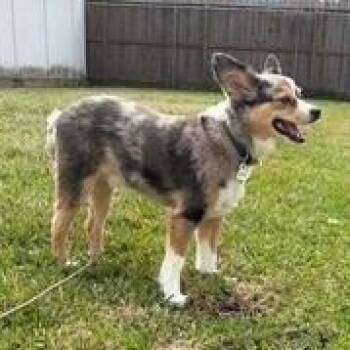 Harlo - Mini Aussie - Coming Soon -  Australian Shepherd Dog for Adoption in League City, Texas - Harlo - Mini Aussie - Coming Soon | PetCurious