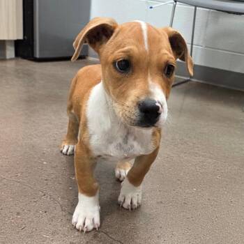 Mixed Breed Dogs Available for Adoption in Chattanooga, Tennessee - Tonka | PetCurious