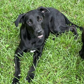 Ryder -  Black Labrador Retriever Dog for Adoption in Queen City, Texas - Ryder | PetCurious