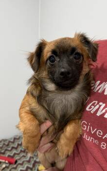 Mixed Breed Dogs Available for Adoption in Sault Ste. Marie, Michigan - Sky | PetCurious