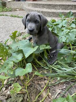 Maleko -  Labrador Retriever and Pit Bull Terrier Dog for Adoption in The Woodlands, Texas - Maleko | PetCurious