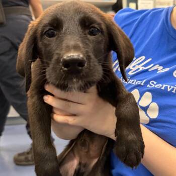Gilligan -  Mixed Breed Dog for Adoption in Greensboro, North Carolina - Gilligan | PetCurious