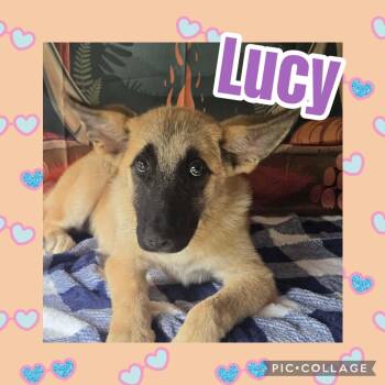 Lucy -  Great Pyrenees and Shepherd Dog for Adoption in Ringwood, New Jersey - Lucy | PetCurious