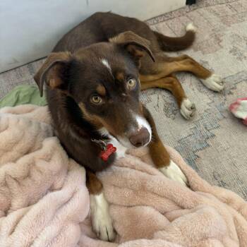 Australian Shepherd Dogs Available for Adoption in Boulder, Colorado - Scout | PetCurious