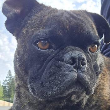 Pug Dogs Available for Adoption in Ridgefield, Washington - Mr. Loveable Frankie | PetCurious