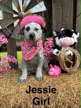Jessie * -  Pointer and Labrador Retriever Dog for Adoption in West Palm Beach, Florida - Jessie * | PetCurious