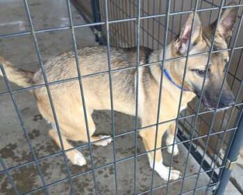 Shepherd and Mixed Breed Dogs Available for Adoption in Roseville, California - Daya | PetCurious