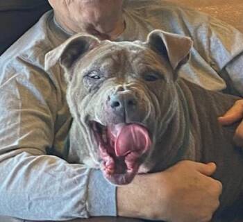 Patricia -  Mixed Breed Dog for Adoption in Fort Worth, Texas - Patricia | PetCurious
