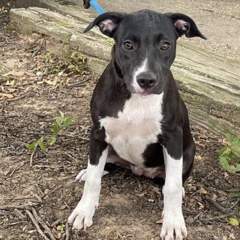 Rescue Border Collie and Black Mouth Cur Dogs for Adoption in Wadena, Minnesota - Daisy Ll | PetCurious