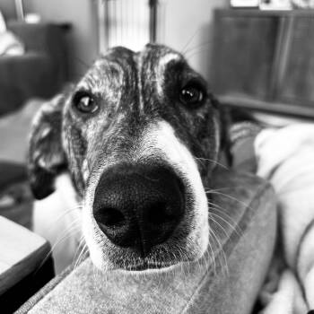 Beagle Dogs Available for Adoption - Tommy Pickles | PetCurious