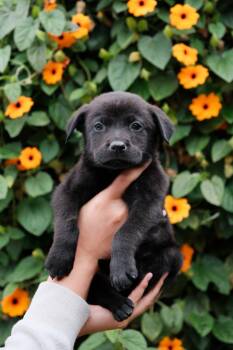 Labrador Retriever and Jindo Dogs Available for Adoption in San Diego, California - Asiago | PetCurious
