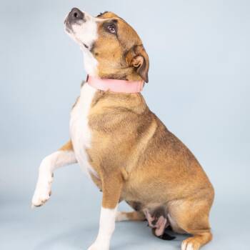 Mixed Breed Dogs Available for Adoption in Portland, Oregon - Sienna | PetCurious